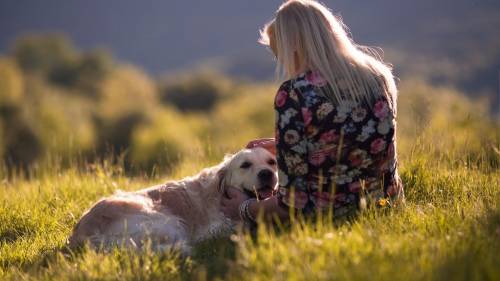 Dog Girl Field Mood