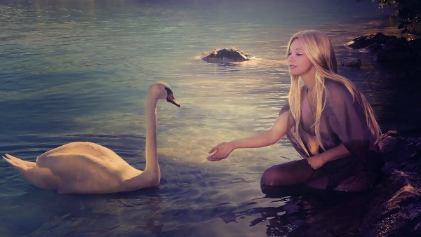 Девушка кормит лебедя на озере обои скачать