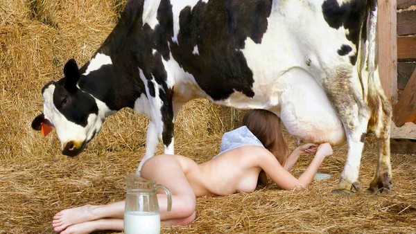 ню девушка доит корову голая